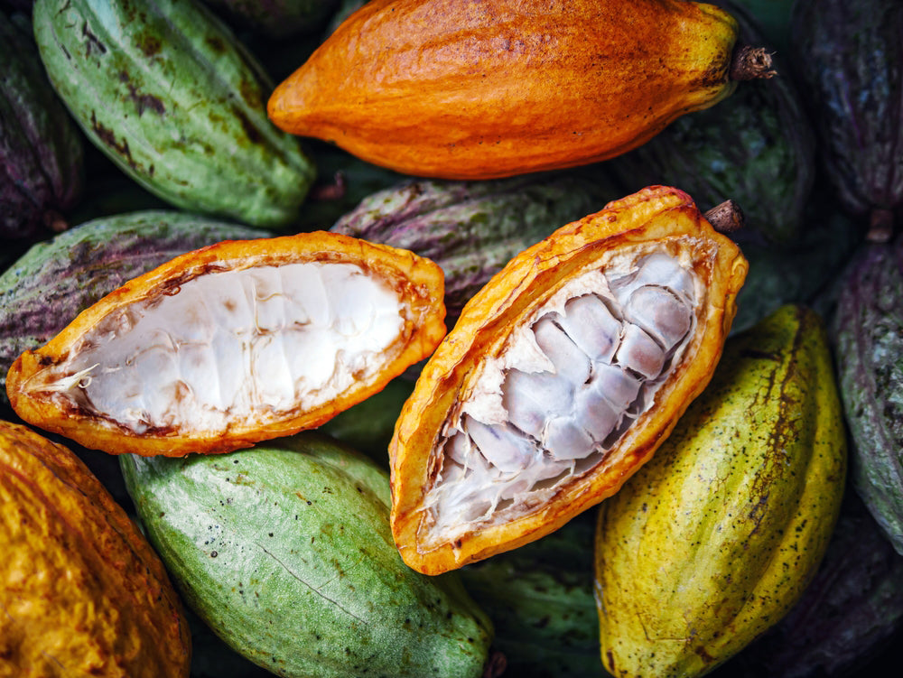 Die Kakaofrucht – der tropische Schatz