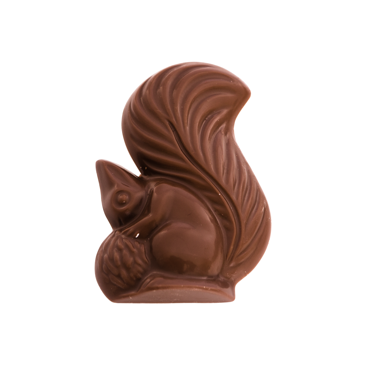 Écureuil plat